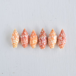 Yay Hawaii Miter Shell Bangle Bracelet featuring a sleek design with polished shell accents, ideal for stylish wristwear.