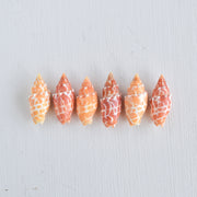 Miter Shell Bangle Bracelet - Yay Hawaii