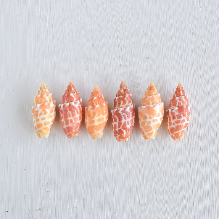 Miter Shell Bangle Bracelet - Yay Hawaii