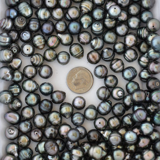 Loose Tahitian pearls, drilled, showcasing their dark iridescent surface and lustrous quality, from Yay Hawaii.